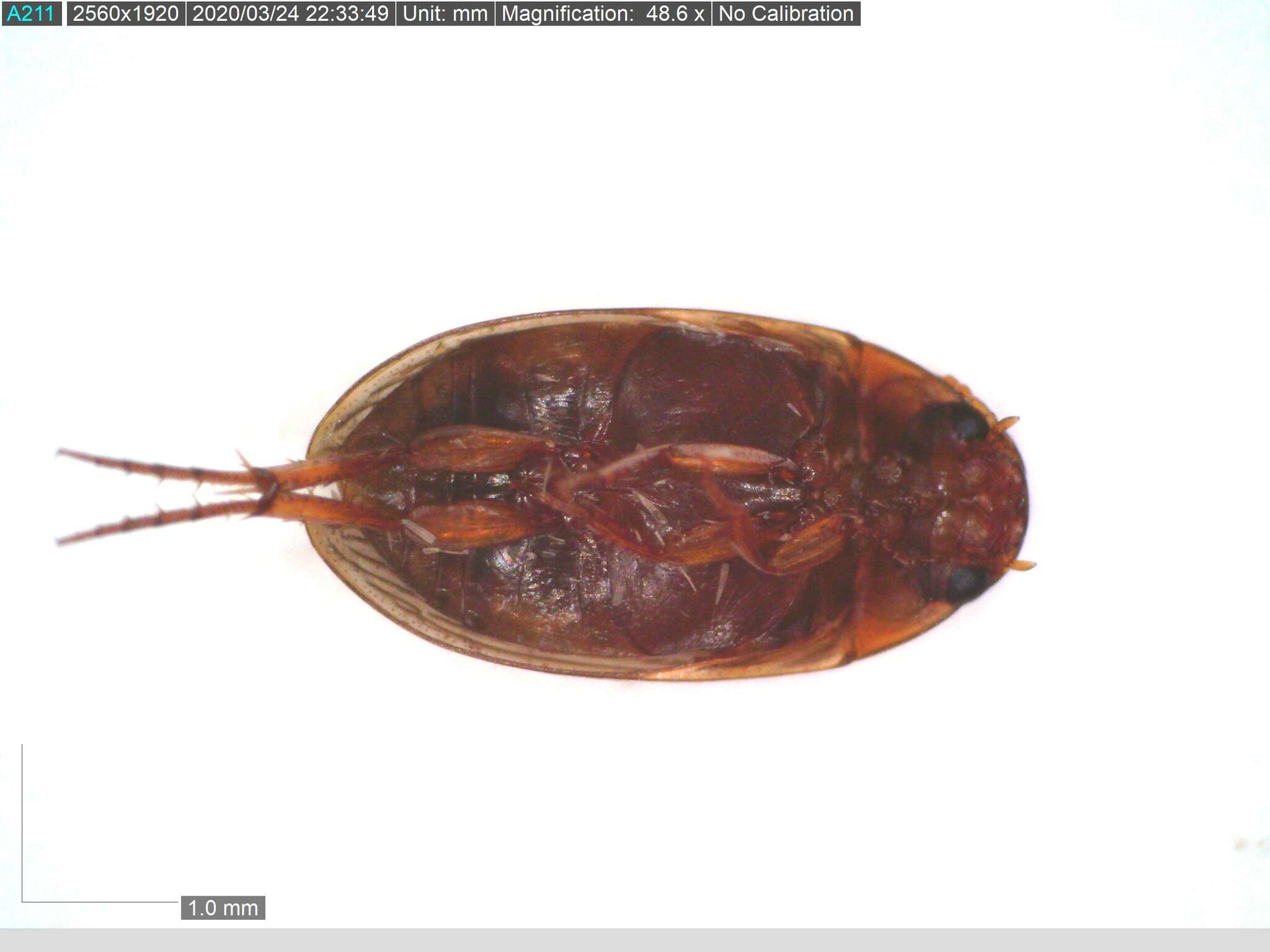 Image of Copelatus glyphicus (Say 1823)