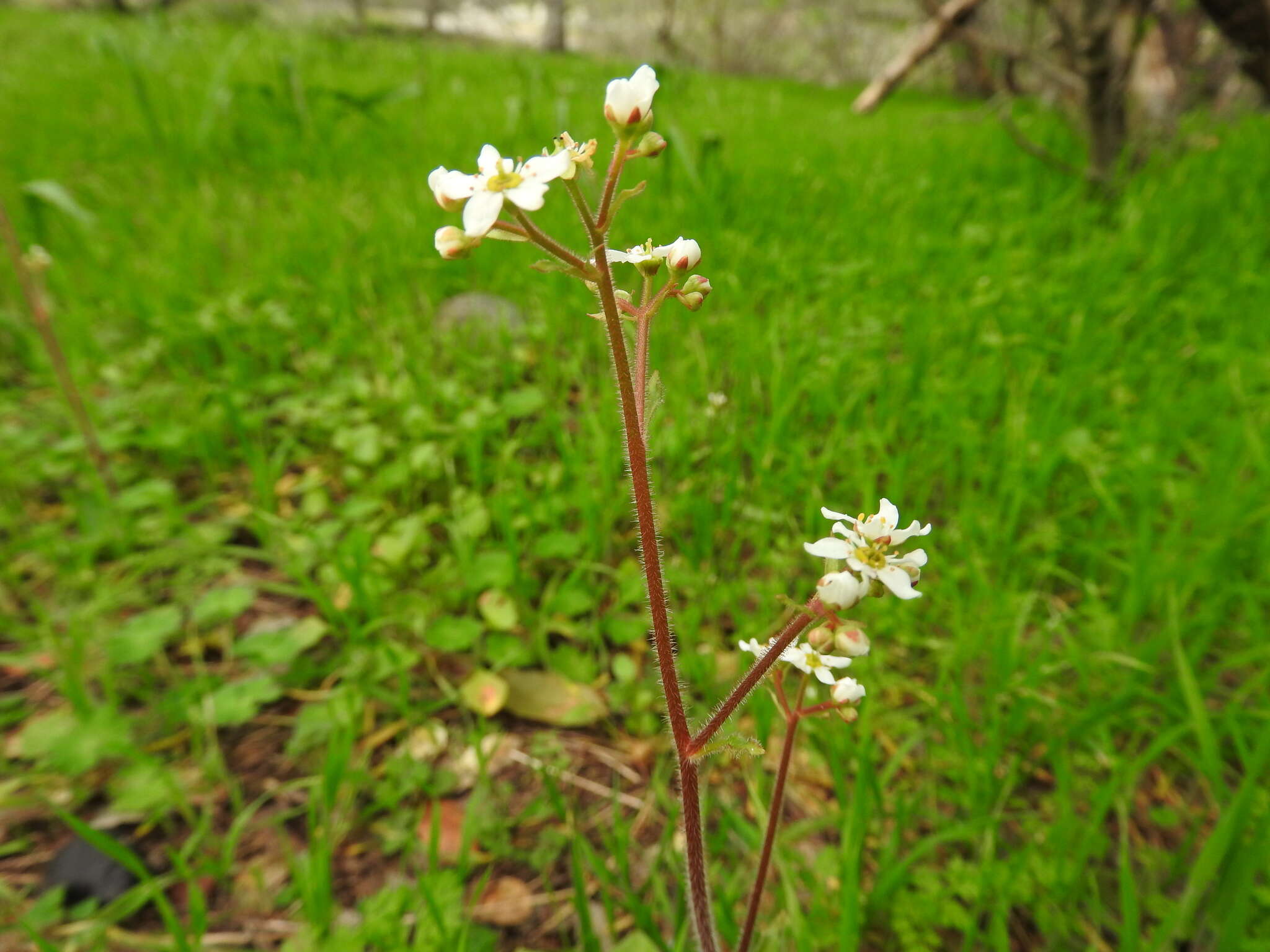 Image of California Pseudosaxifrage