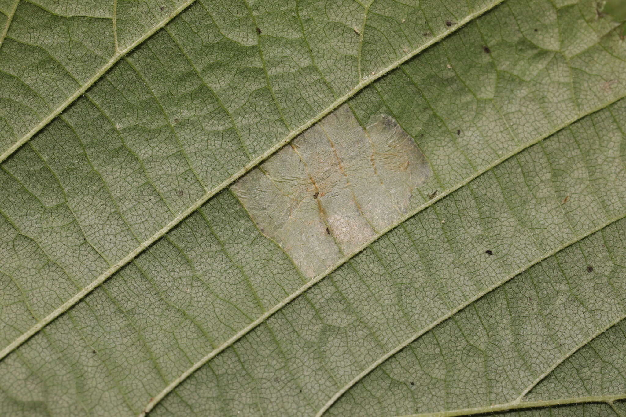 Image of Red Hazel Midget