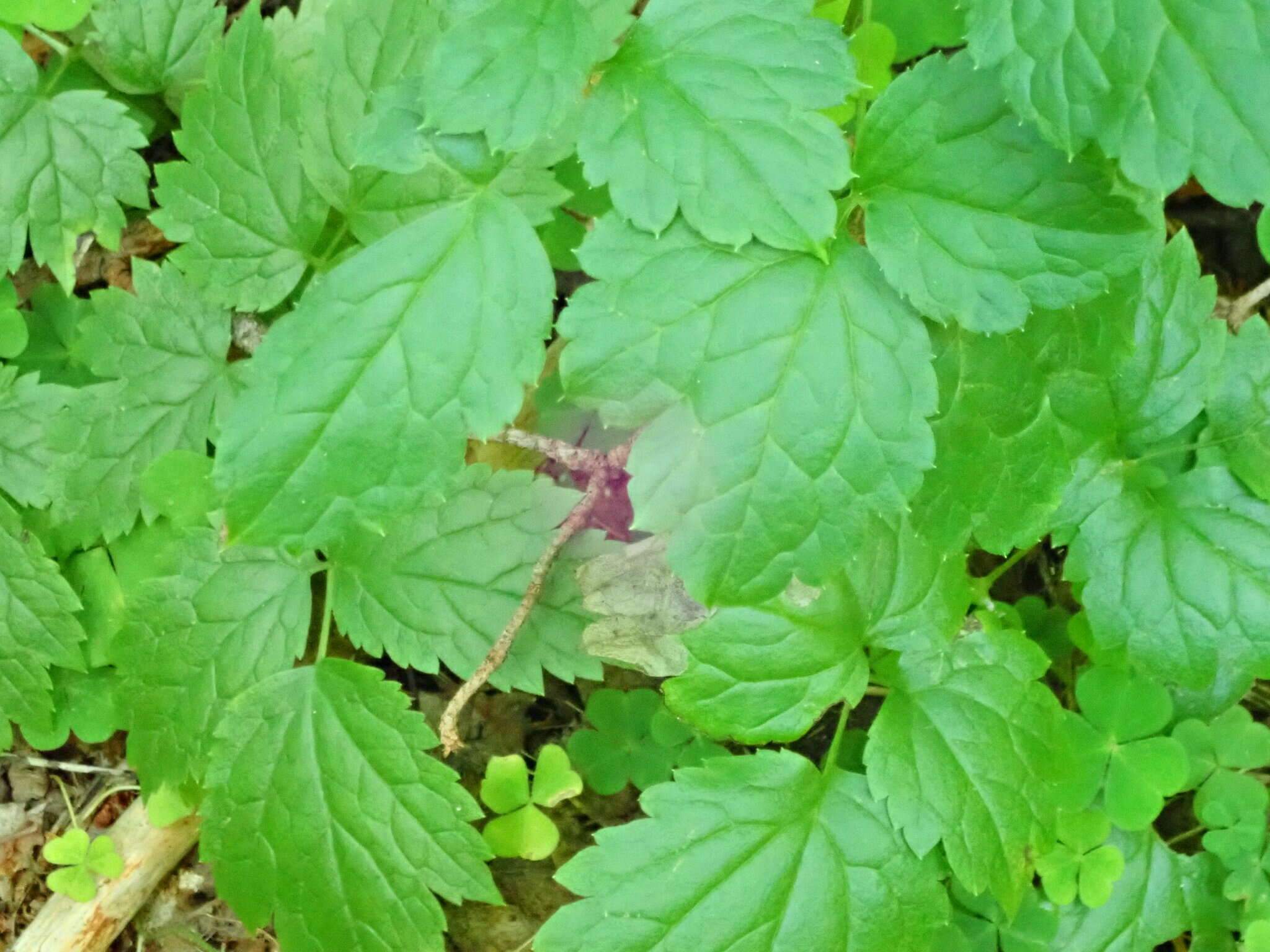 Image of <i>Phytomyza actaeae</i>