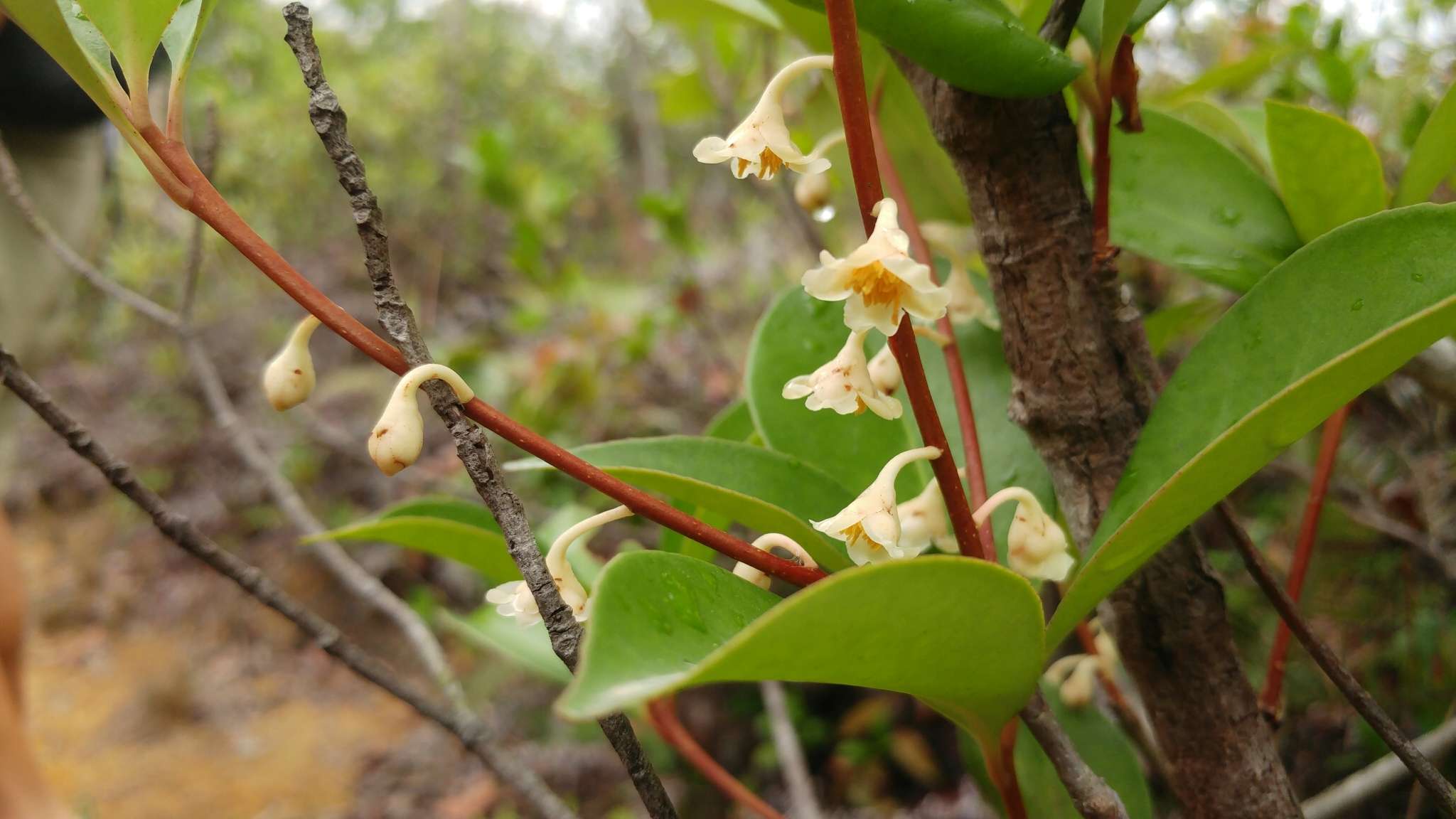 Imagem de Ternstroemia gymnanthera (Wight & Arn.) Sprague