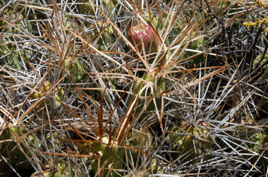 Image of Cumulopuntia chichensis (Cárdenas) E. F. Anderson