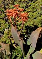 Image of Aloe