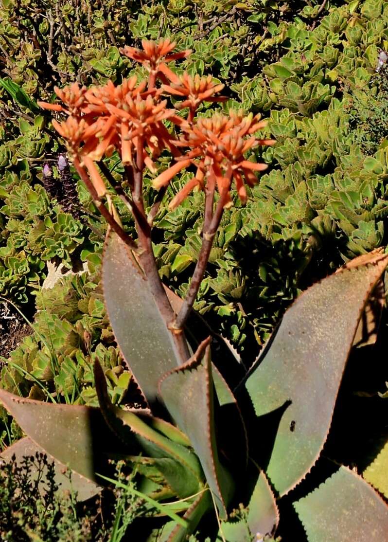 Image de Aloe schimperi Tod.