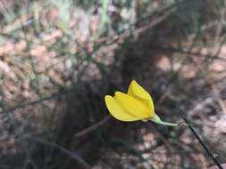 Слика од Cytisus grandiflorus (Brot.) DC.