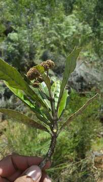 صورة Nuxia sphaerocephala Baker