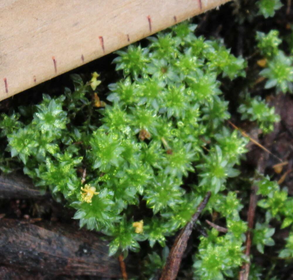 Imagem de Rosulabryum subtomentosum Spence 1996