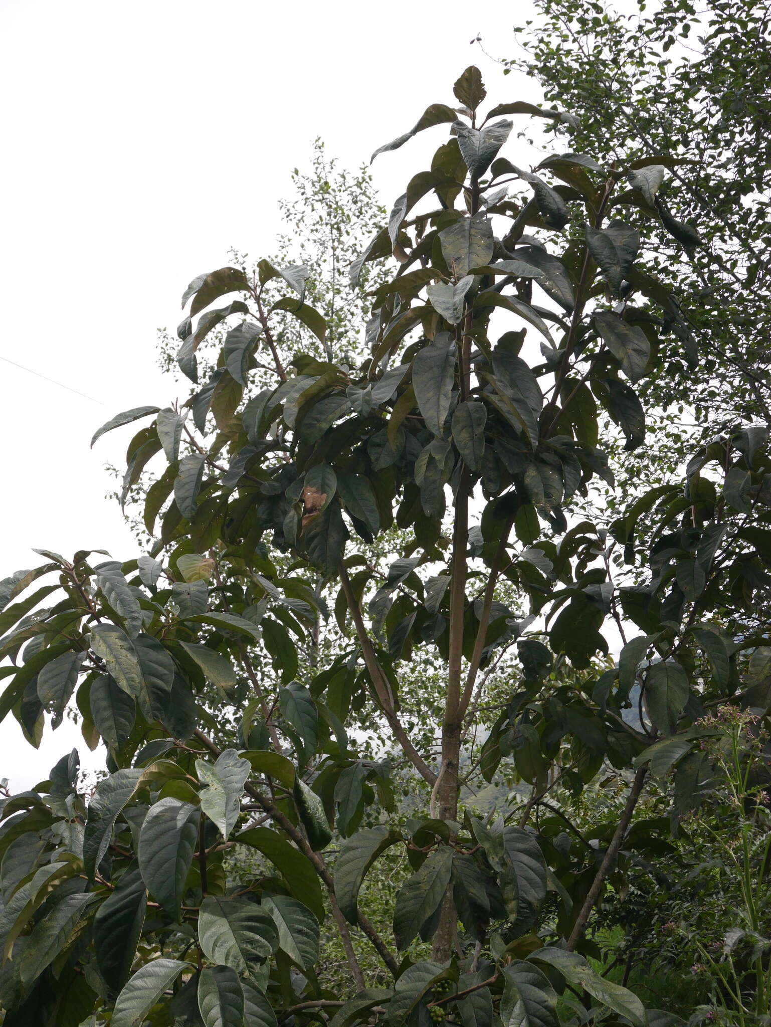 Plancia ëd Citharexylum subflavescens S. F. Blake