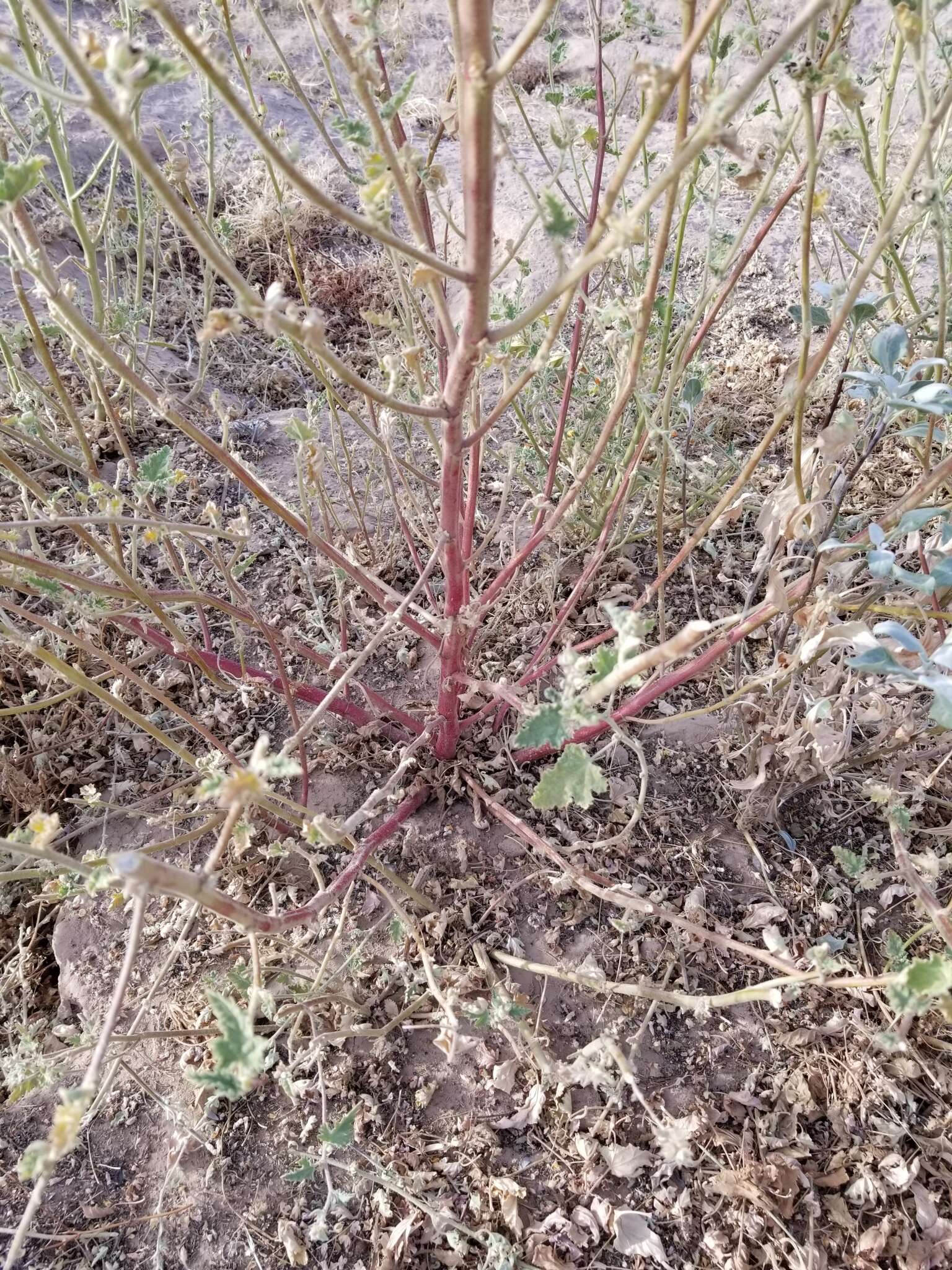 Image of Coulter's globemallow