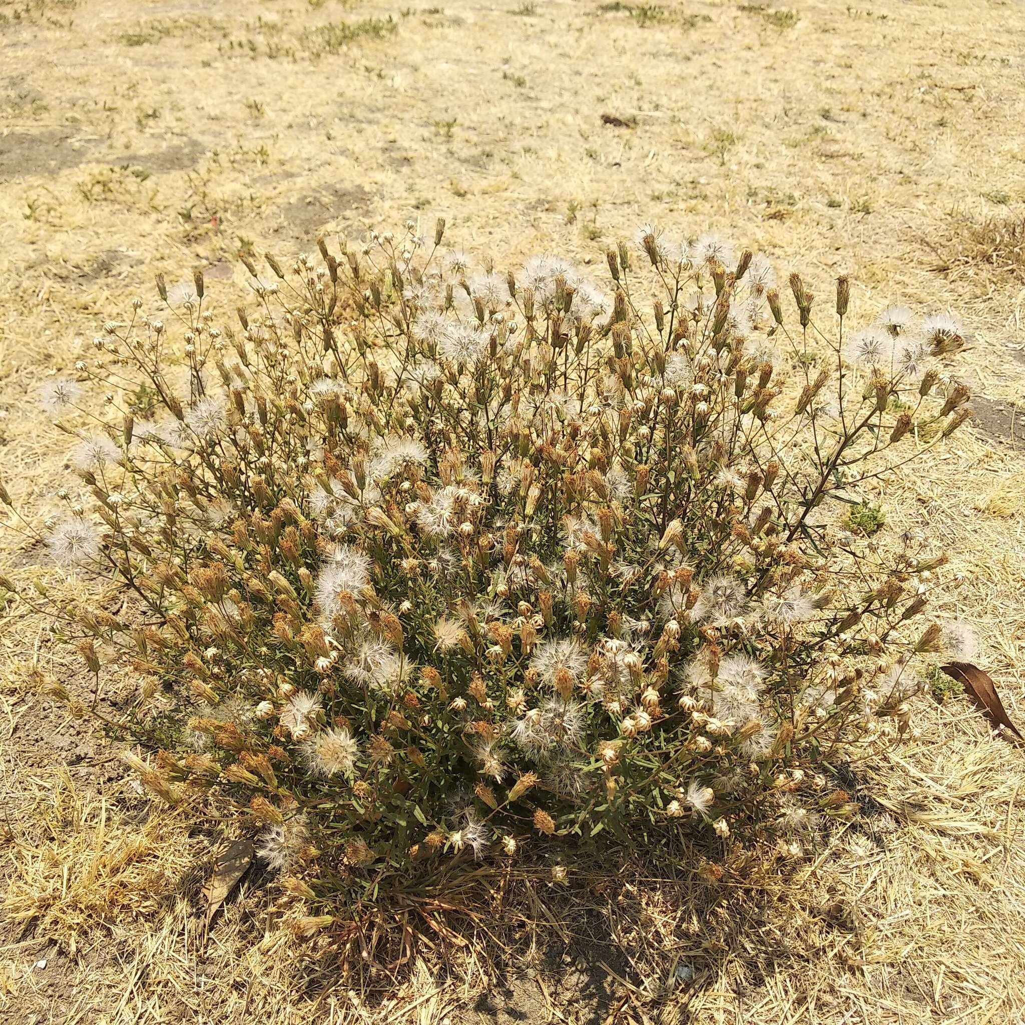 Plancia ëd Brickellia eupatorioides var. chlorolepis (Woot. & Standl.) B. L. Turner