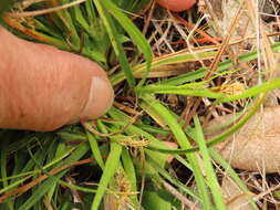 Image of Ross' Sedge