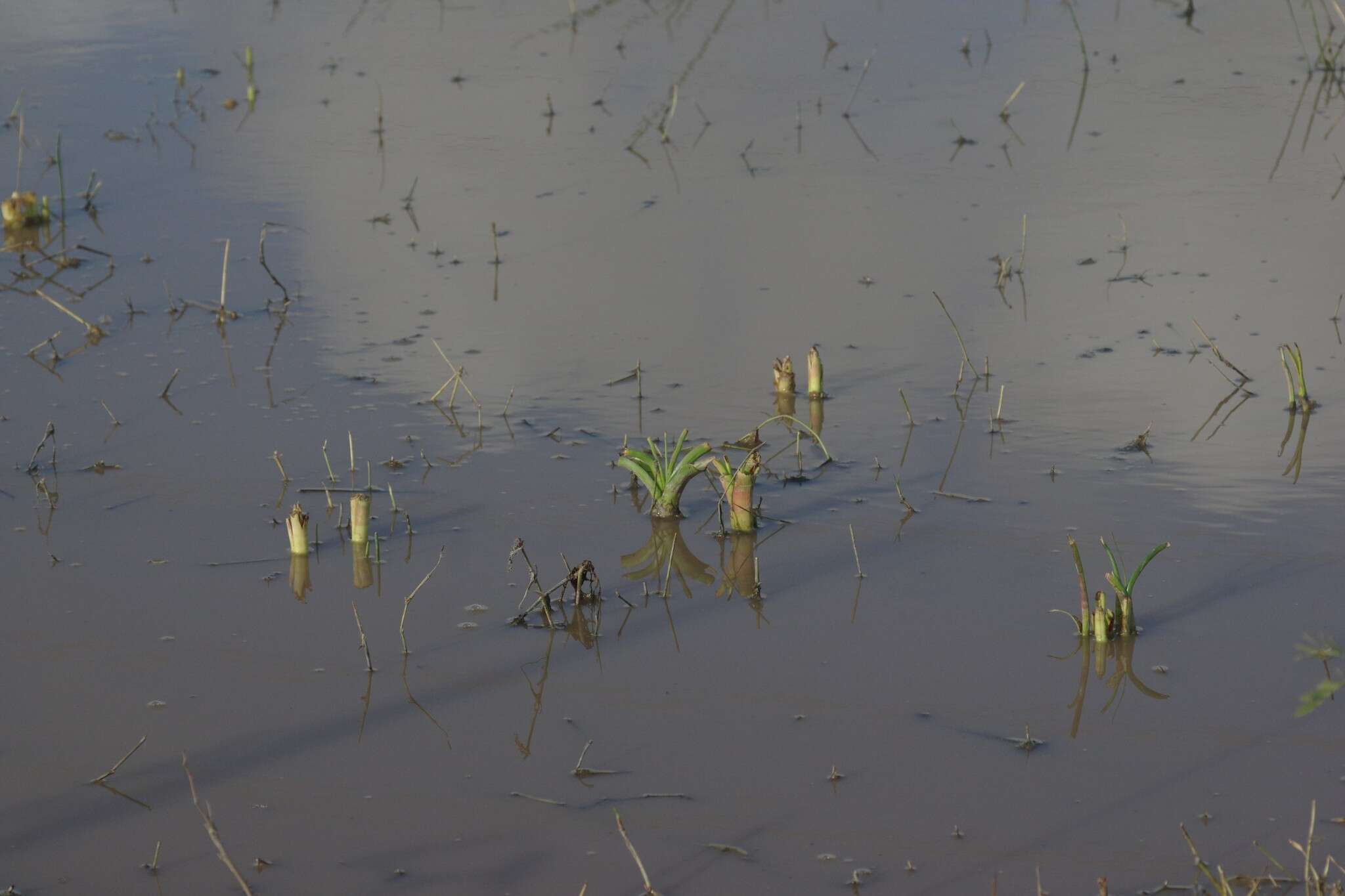 Imagem de Crinum campanulatum Herb.