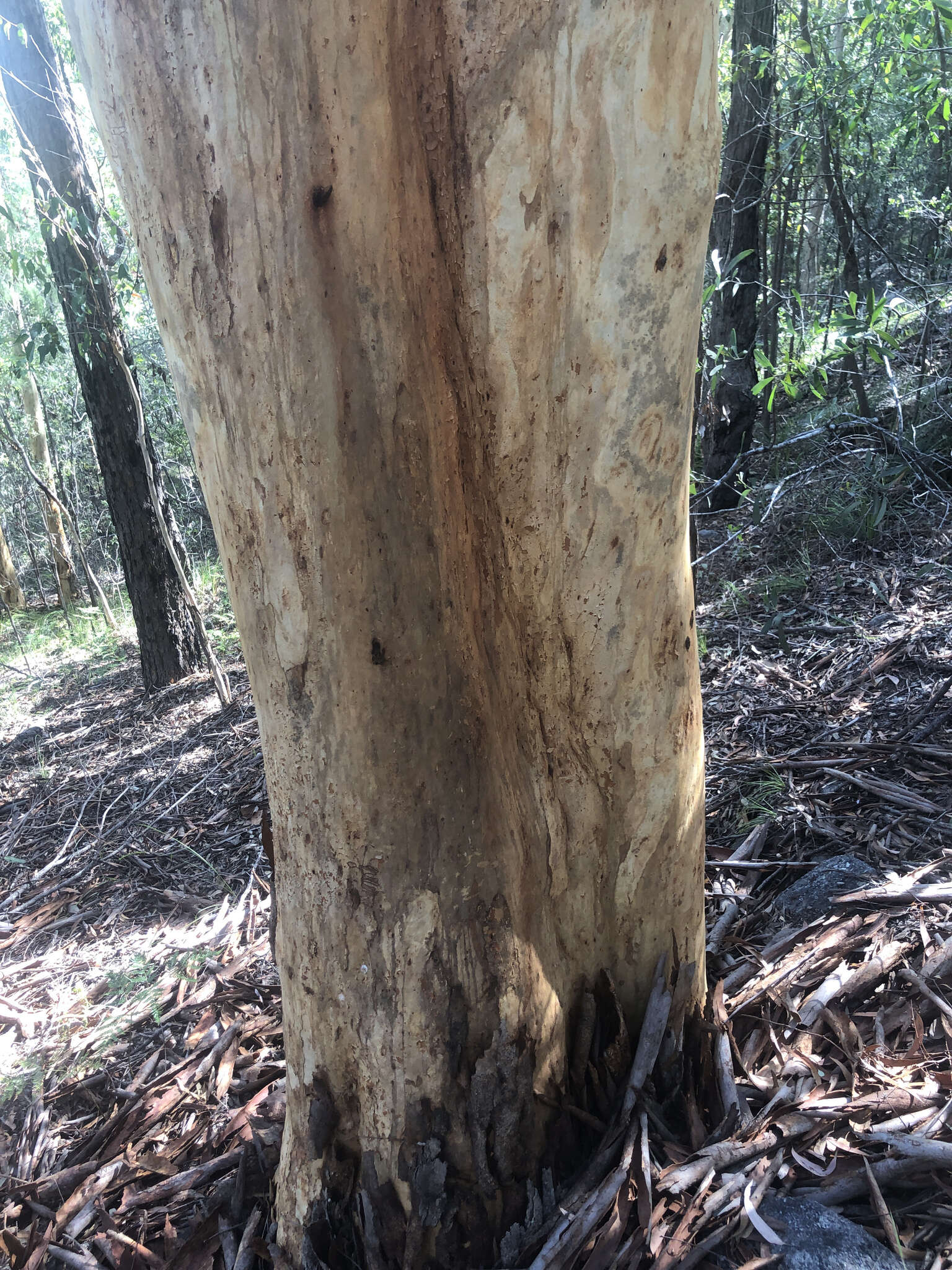 Image of Eucalyptus racemosa Cav.