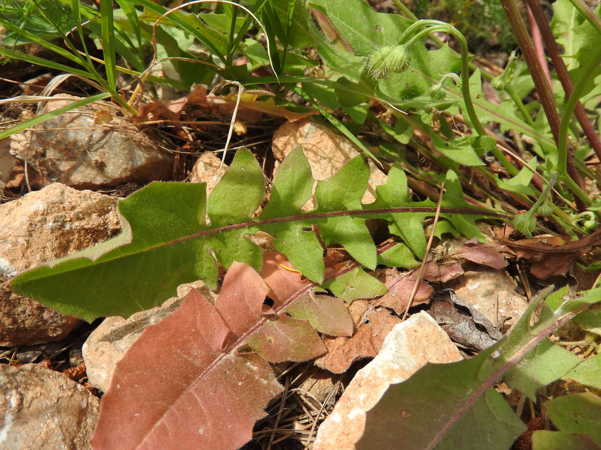 Image of Crepis commutata (Spreng.) W. Greuter