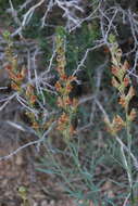 Image of Linaria hepatica Bunge ex Ledeb.