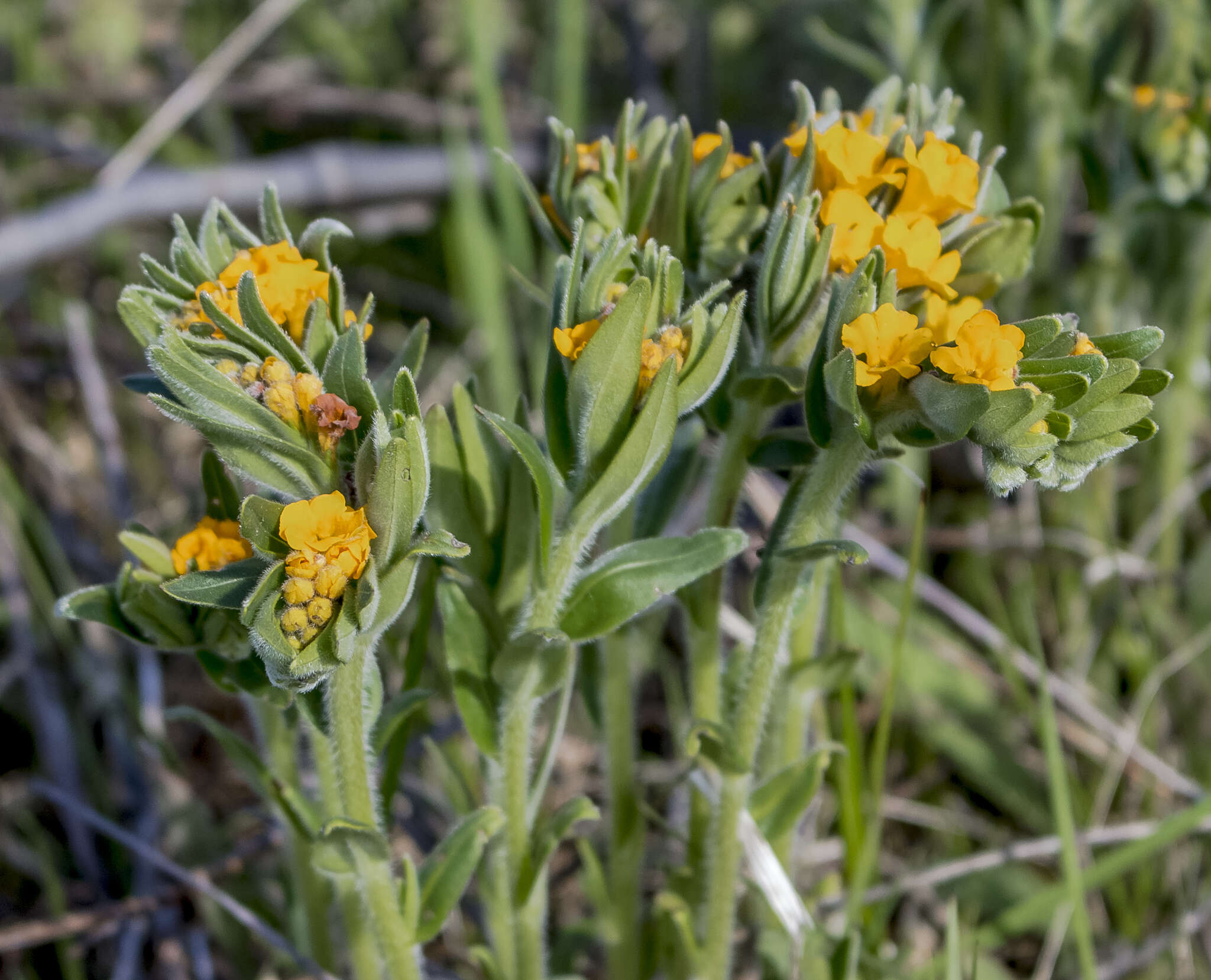 Image of hoary puccoon