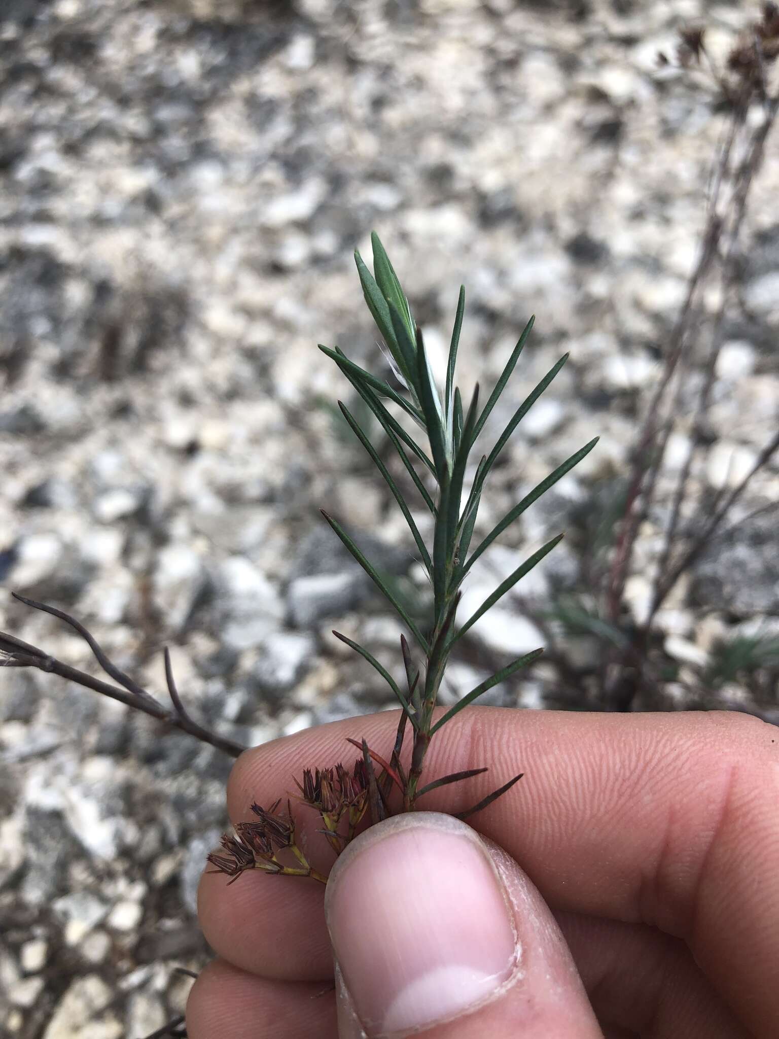 Image of yellow nailwort