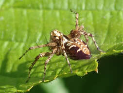 Image of Oxyopes ramosus (Martini & Goeze 1778)