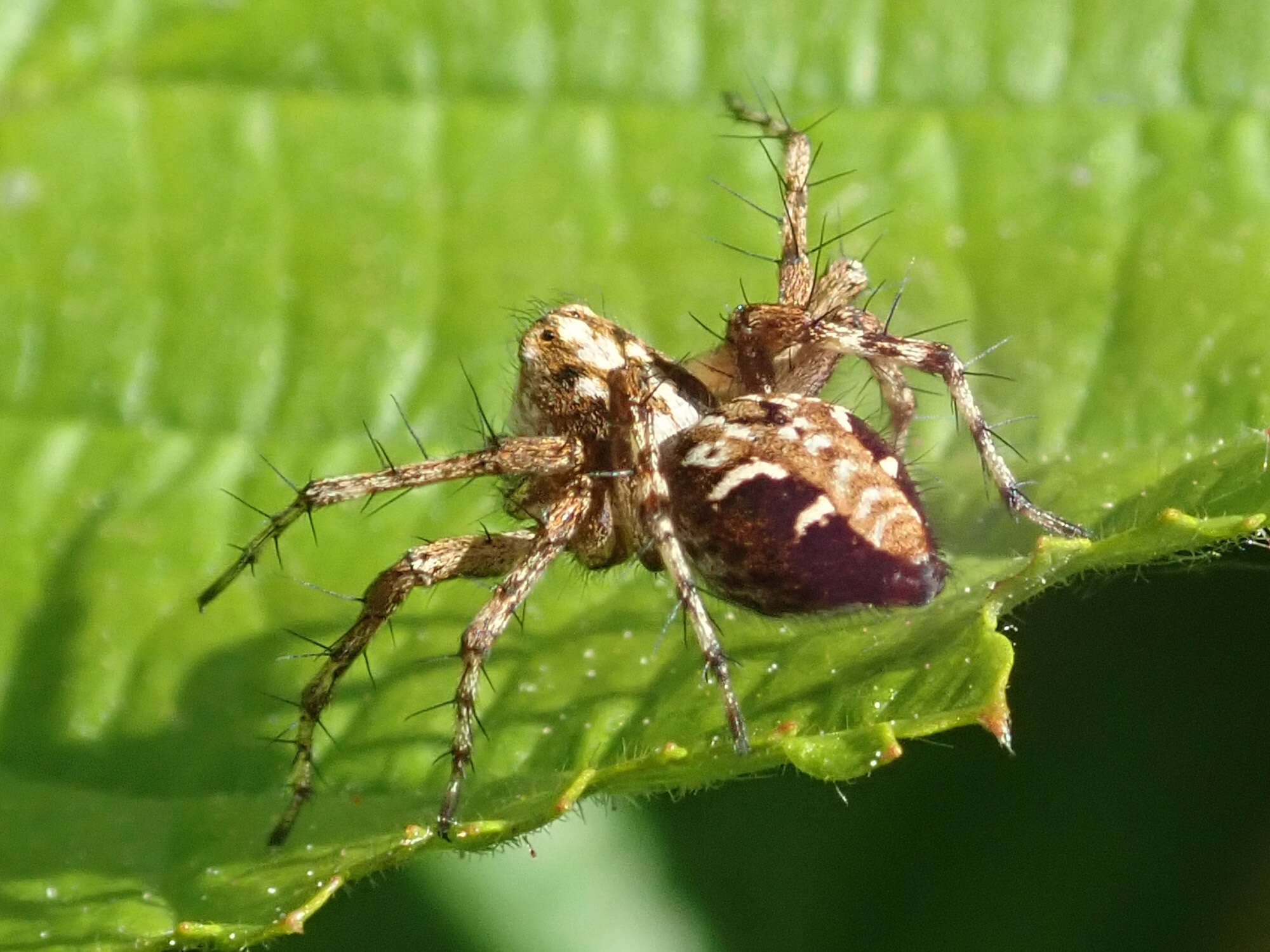 Image of Oxyopes ramosus (Martini & Goeze 1778)