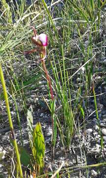 Image of Disperis capensis var. capensis