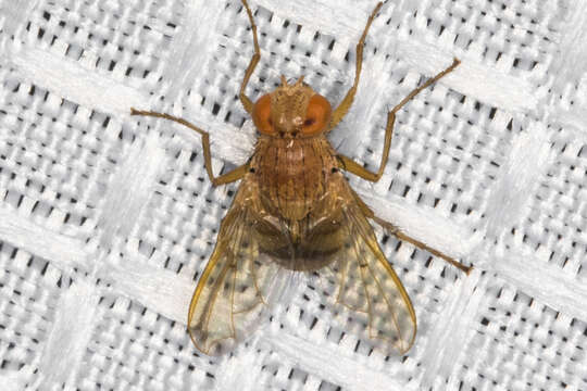 Image of Tachinid fly