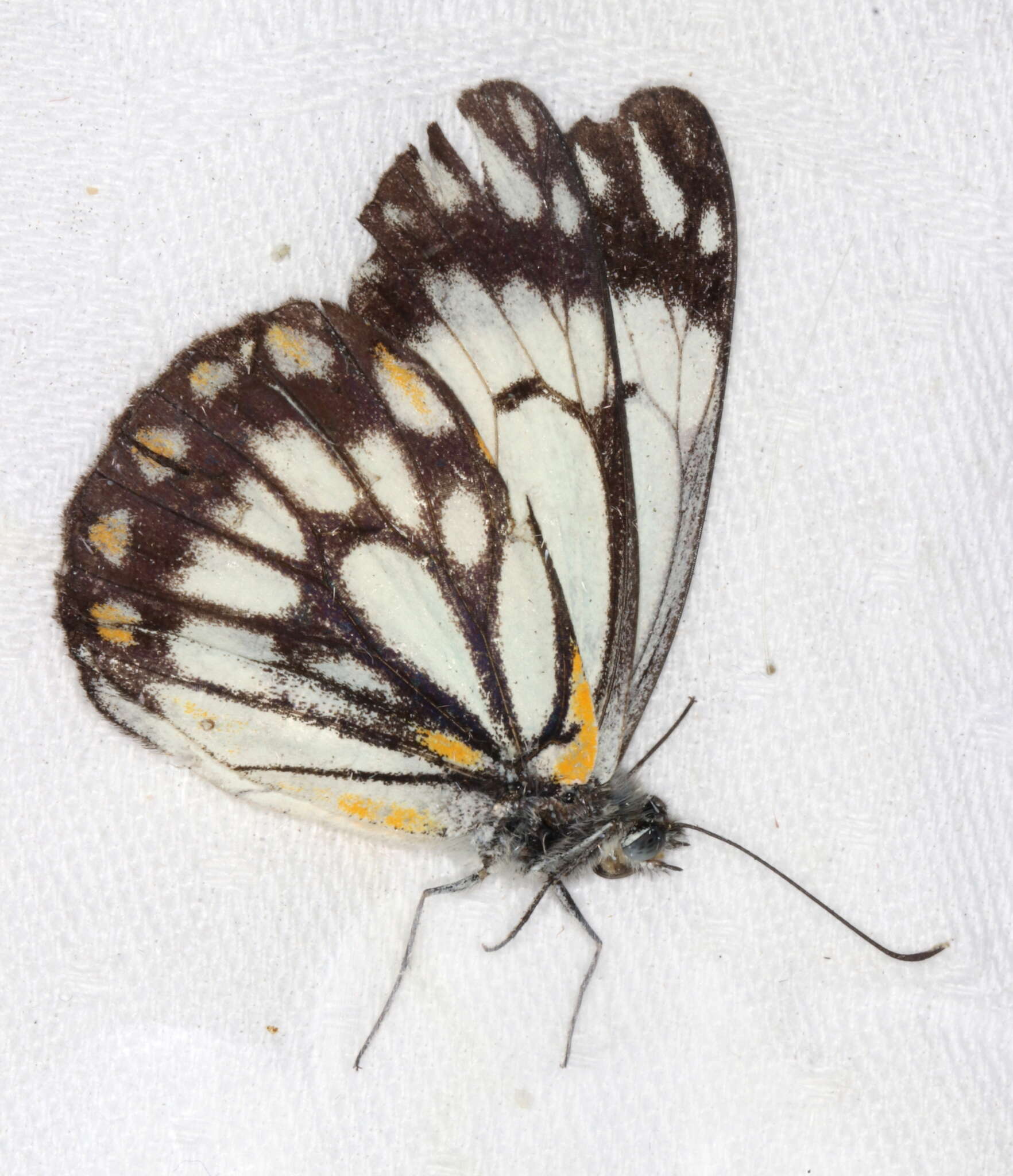 Image of Belenois java (Sparrman 1768)