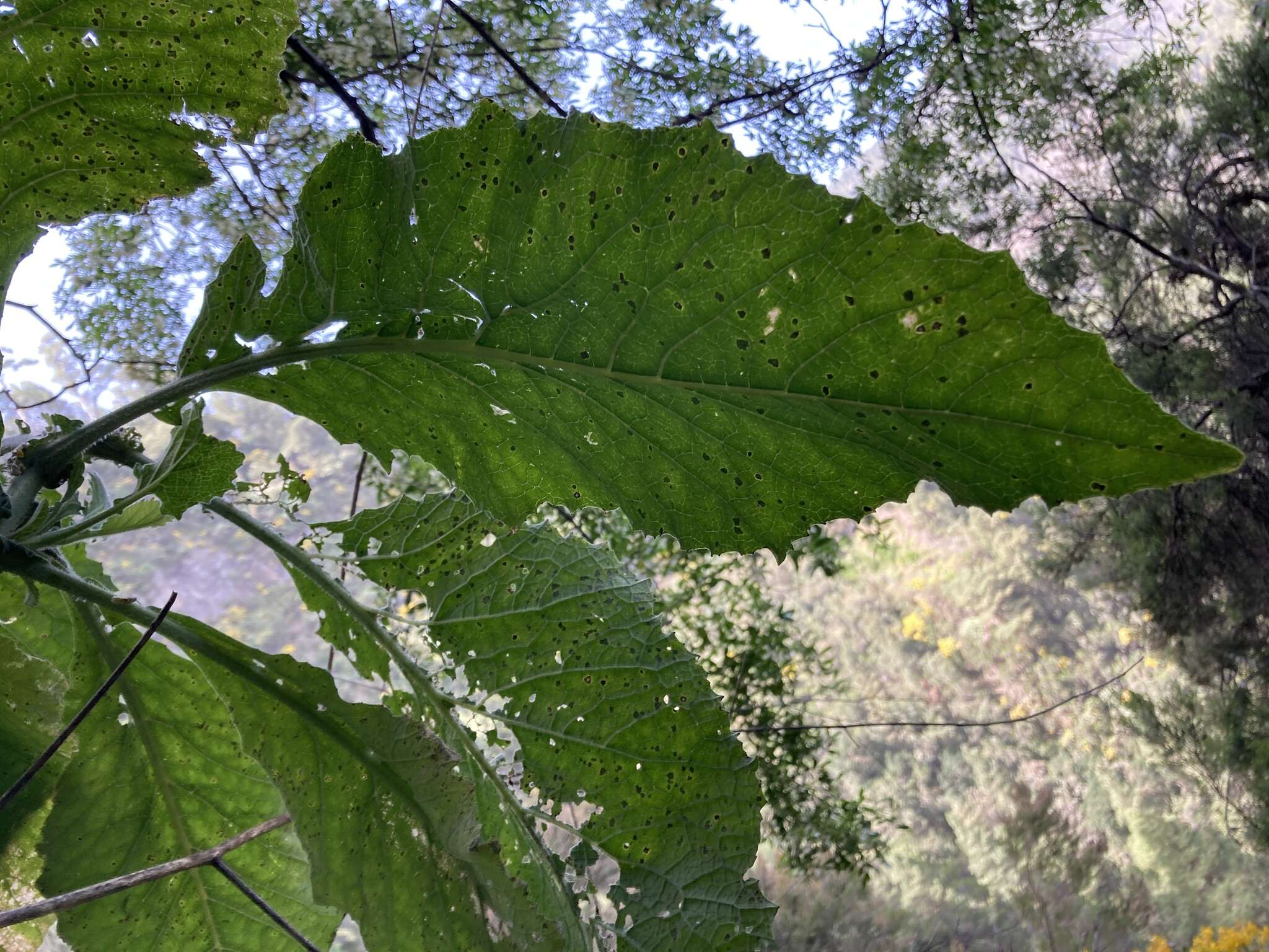 Image of Crambe santosii Bramwell