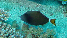 Image of Bluethroat triggerfish