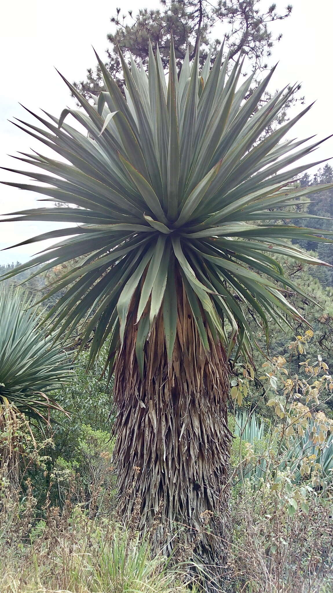 Image de Furcraea parmentieri (Roezl) García-Mend.