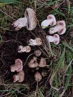 Image of Agaricus pattersoniae Peck 1907