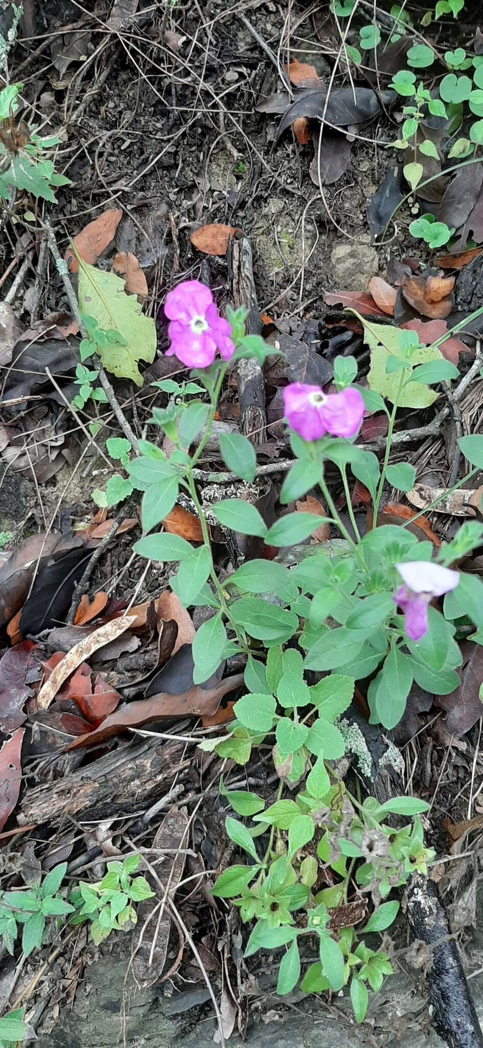 Image of Texas cupflower