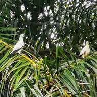 Image of Pied Imperial Pigeon