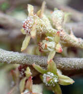 Image of Pomaderris apetala subsp. maritima N. G. Walsh & F. Coates