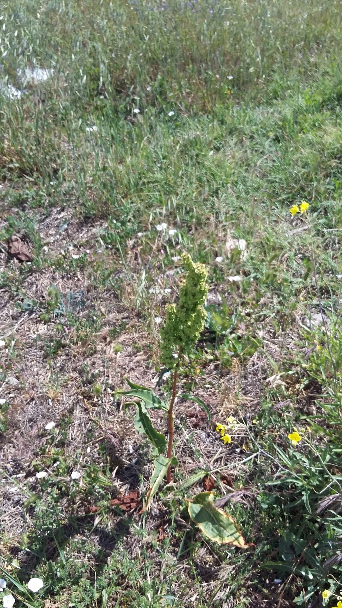 Image of Rumex patientia subsp. orientalis Danser