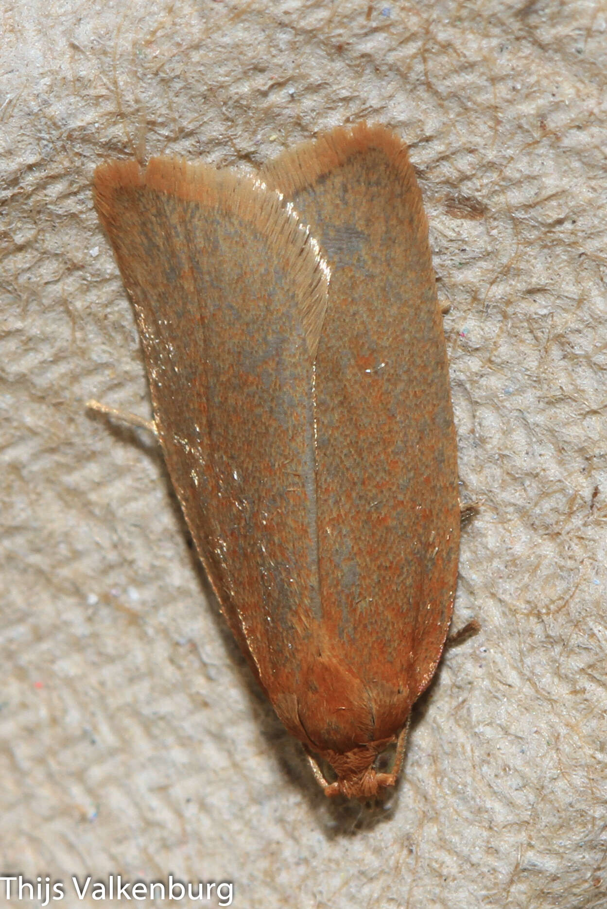 Image of Clepsis unicolorana Duponchel 1834