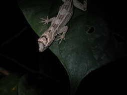 Image of Anolis bicaorum (Köhler 1996)