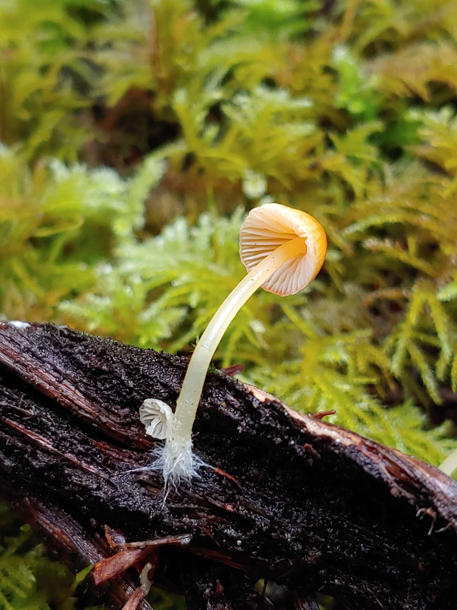 Sivun Atheniella aurantiidisca (Murrill) Redhead, Moncalvo, Vilgalys, Desjardin & B. A. Perry 2012 kuva