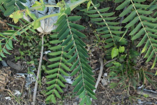 Image de Senna aculeata (Benth.) H. S. Irwin & Barneby