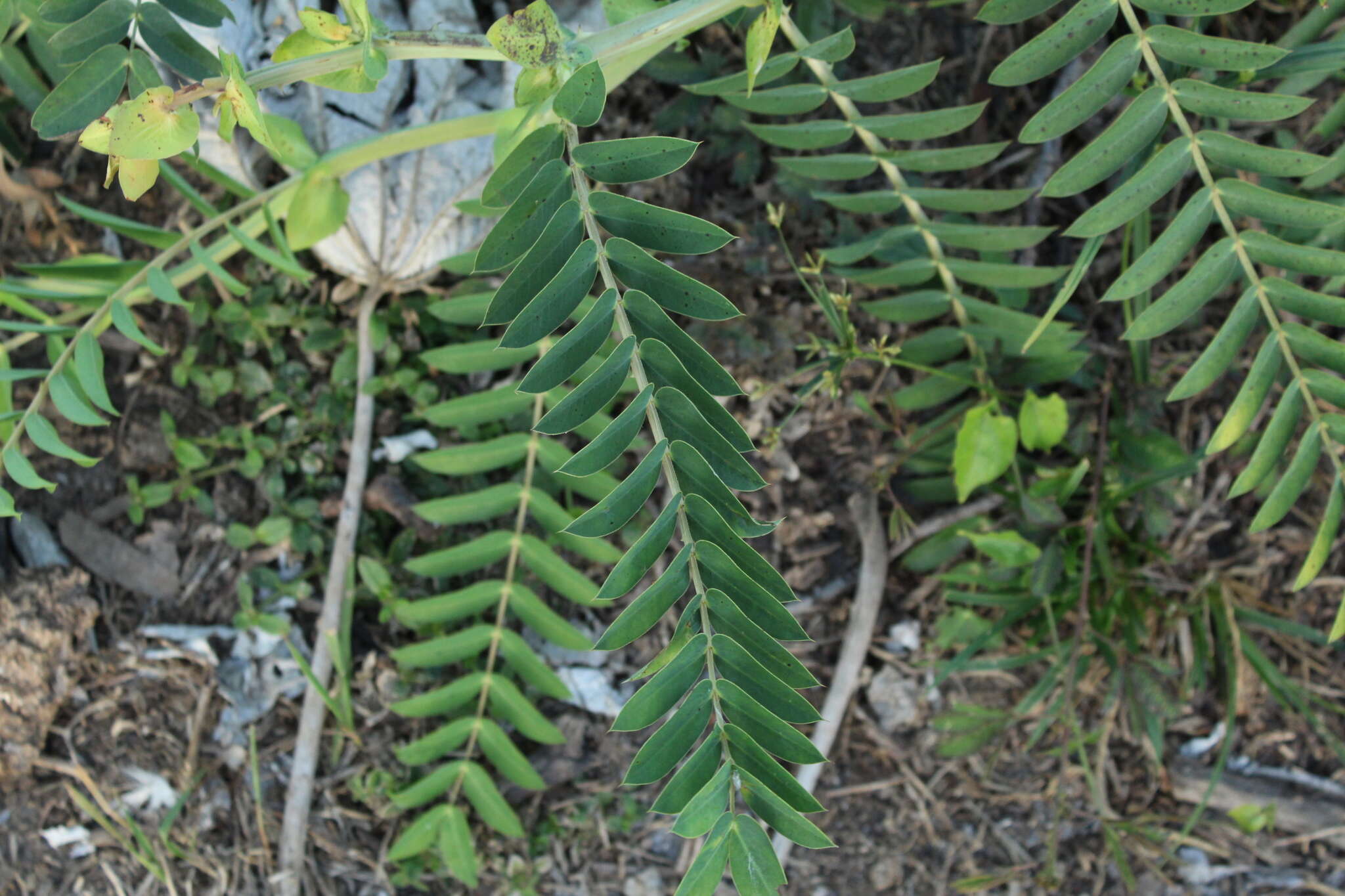 Слика од Senna aculeata (Benth.) H. S. Irwin & Barneby