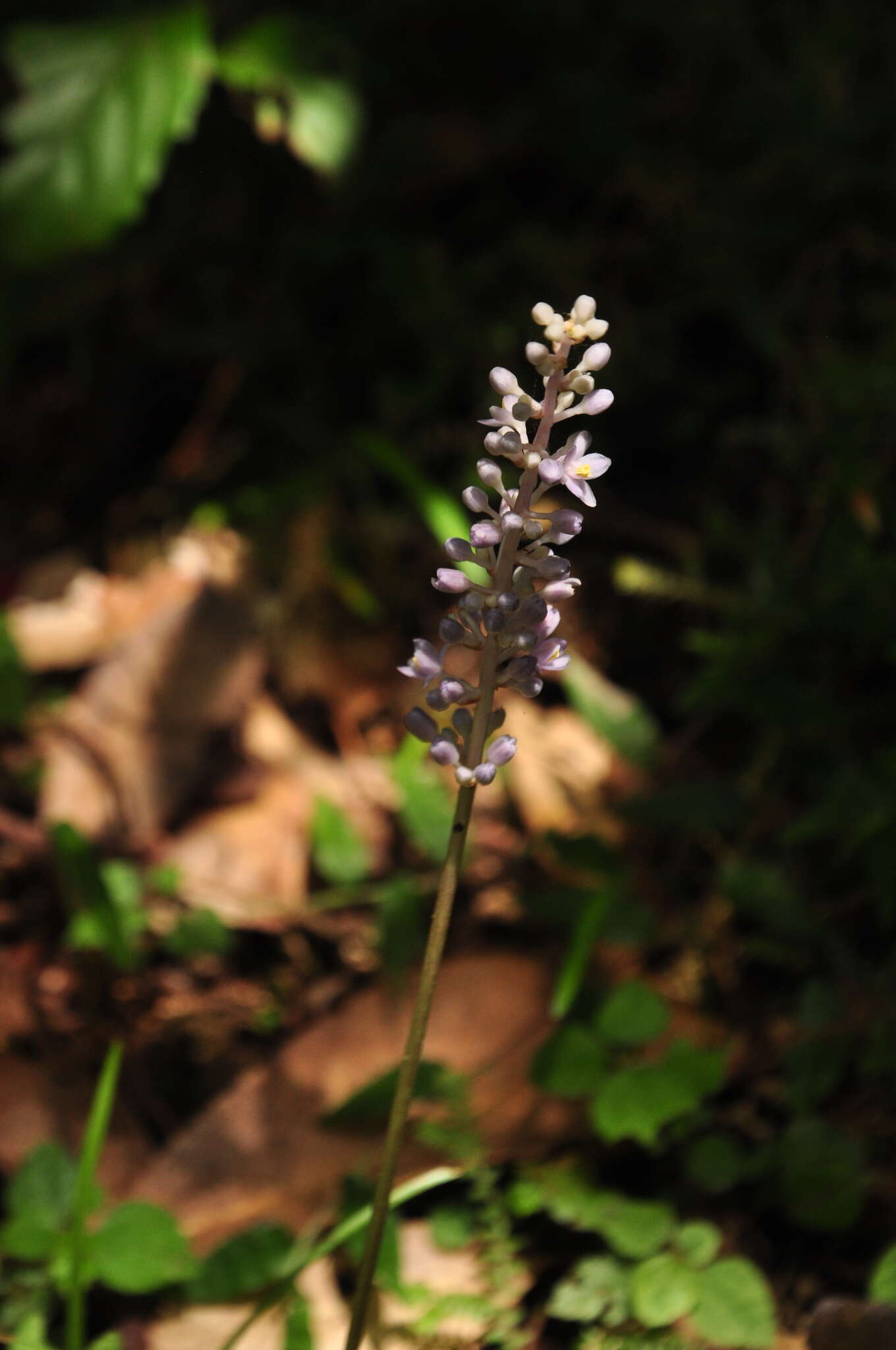 Слика од Liriope graminifolia (L.) Baker