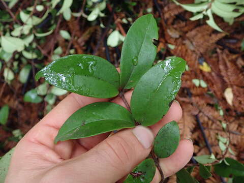 Sivun Metrosideros albiflora Soland. ex Gaertn. kuva