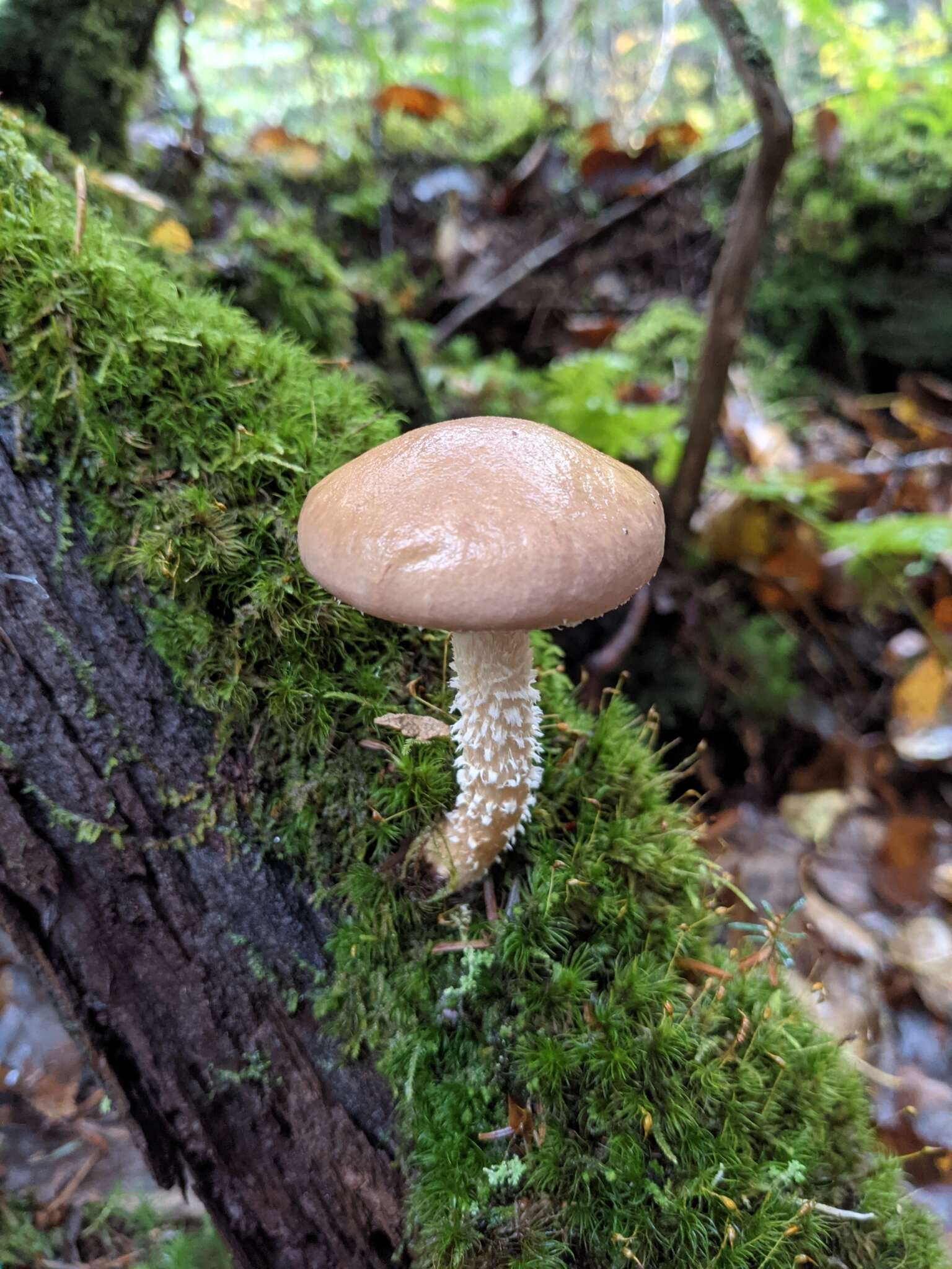 Imagem de Stropharia hornemannii (Fr.) S. Lundell & Nannf. 1934