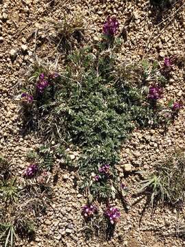 Image of groundcover milkvetch