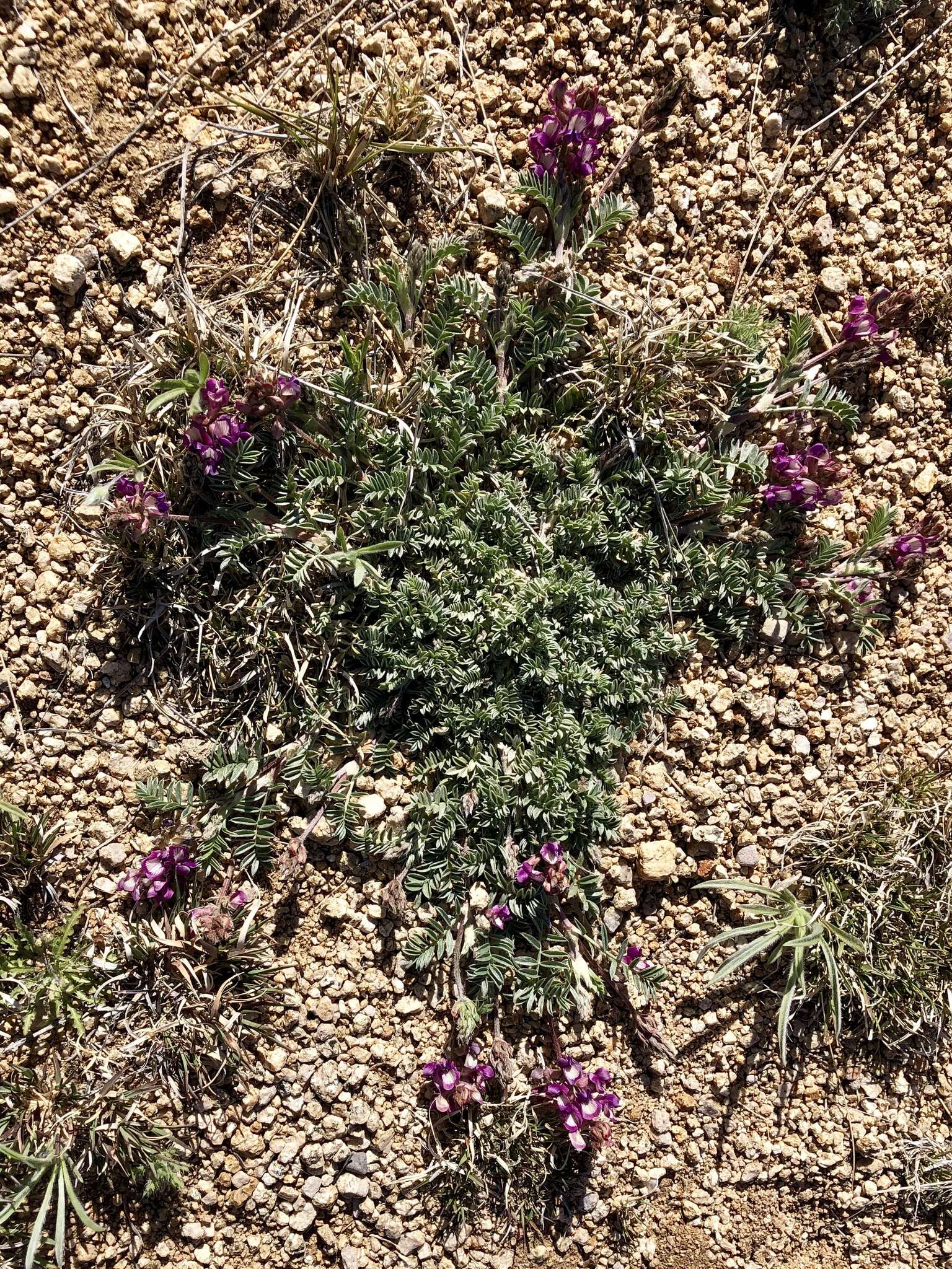 Image of groundcover milkvetch