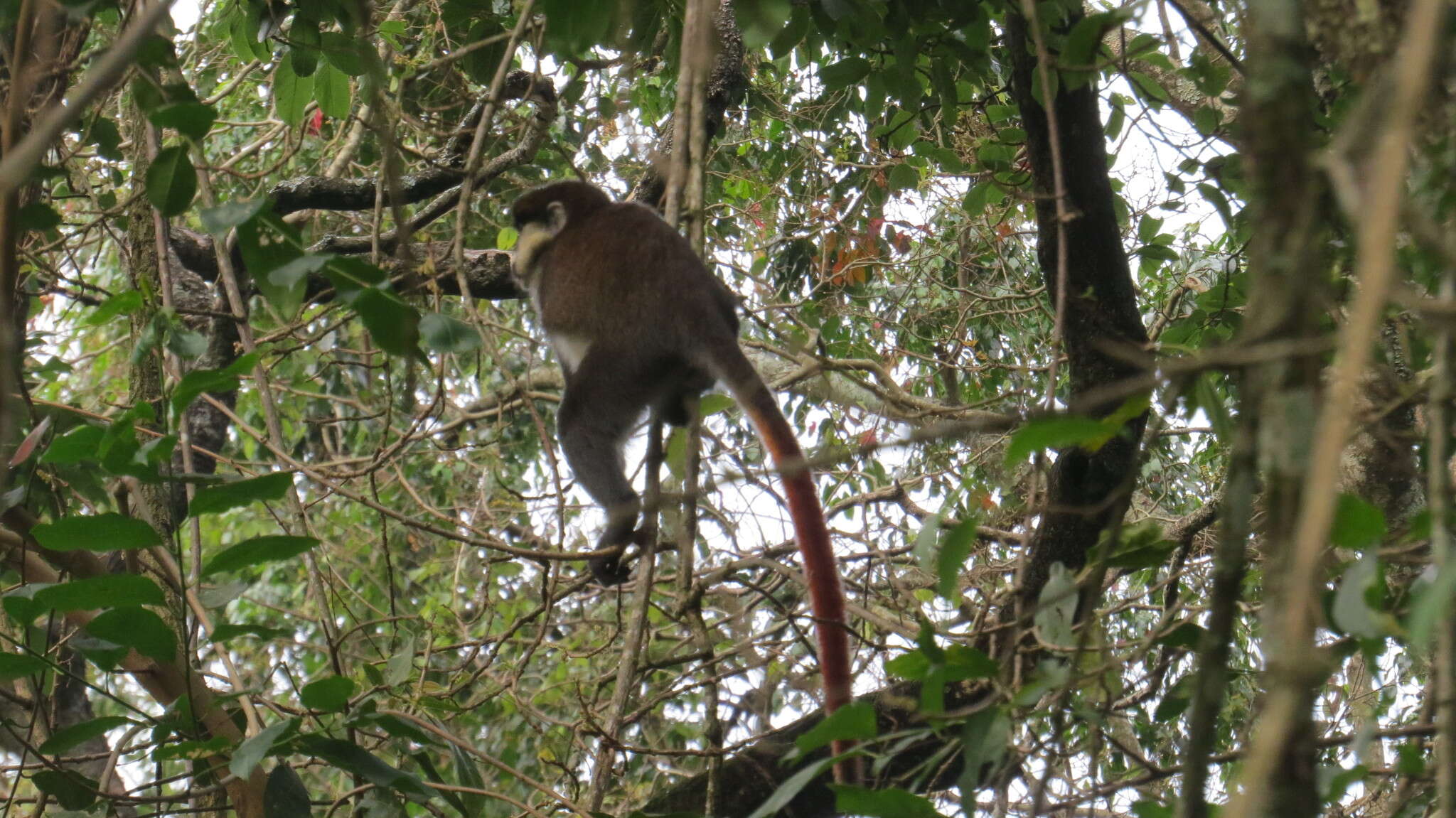 Cercopithecus ascanius schmidti Matschie 1892 resmi