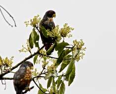 Image of Bronze-winged Parrot