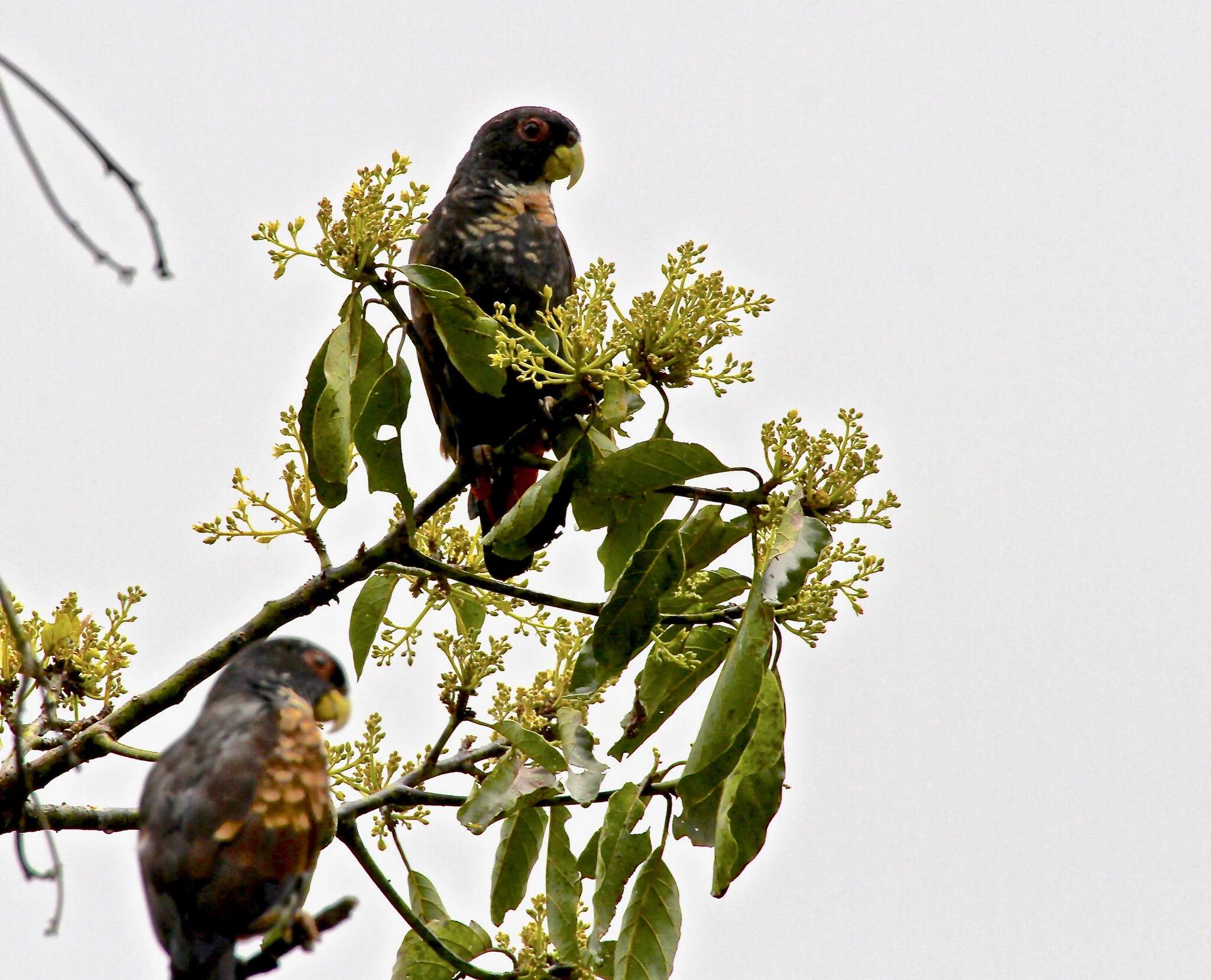 Image of Bronze-winged Parrot