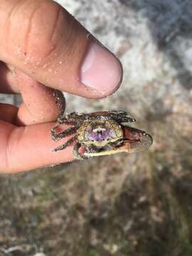 Image of Atlantic sand fiddler