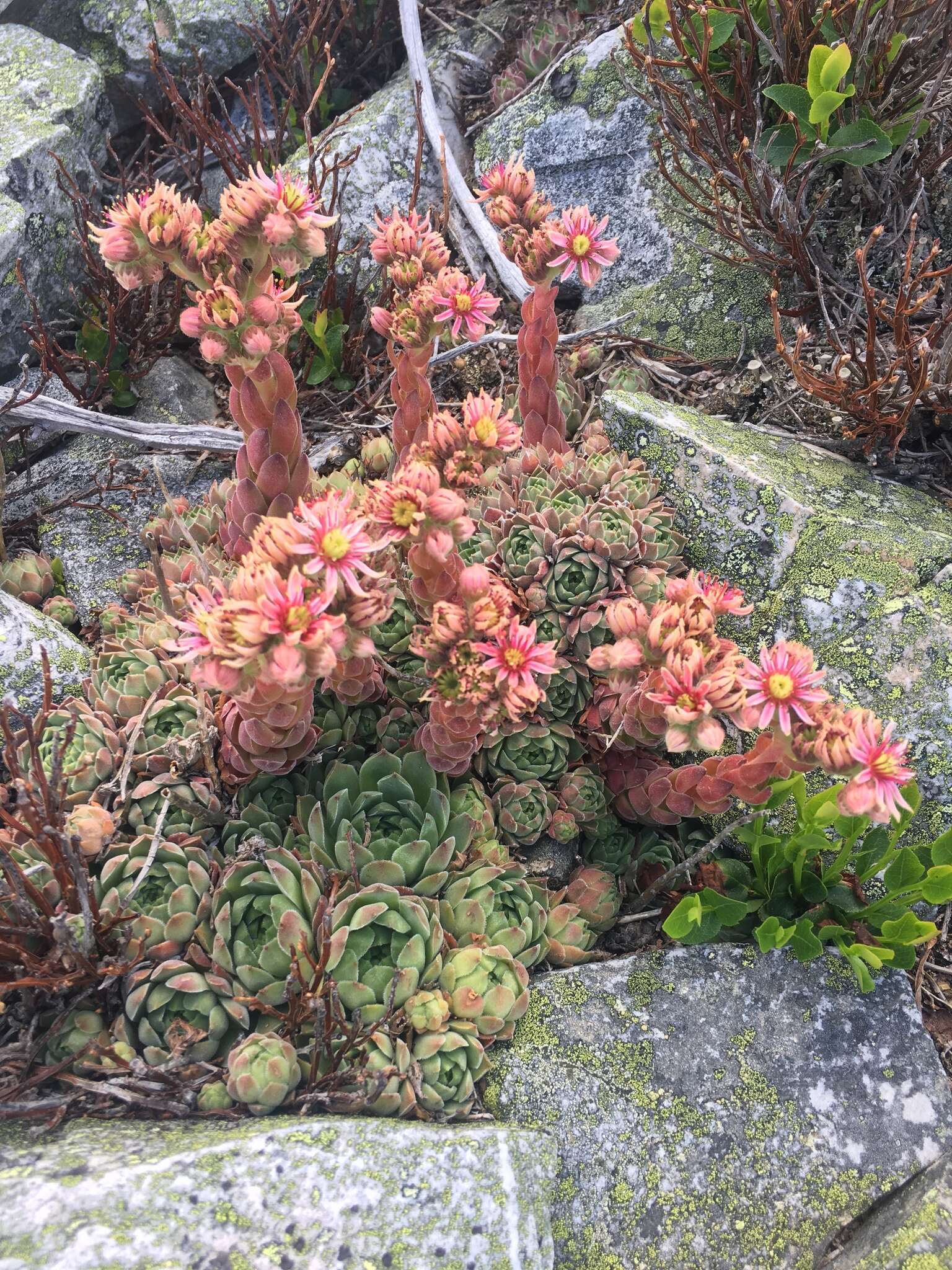 Image of Sempervivum vicentei Pau