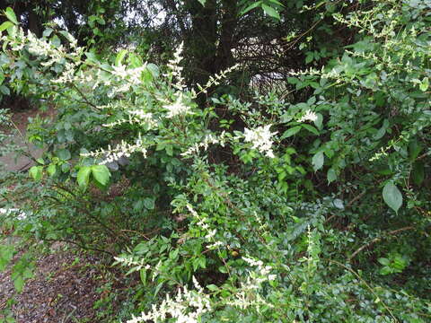 صورة Ligustrum quihoui Carrière